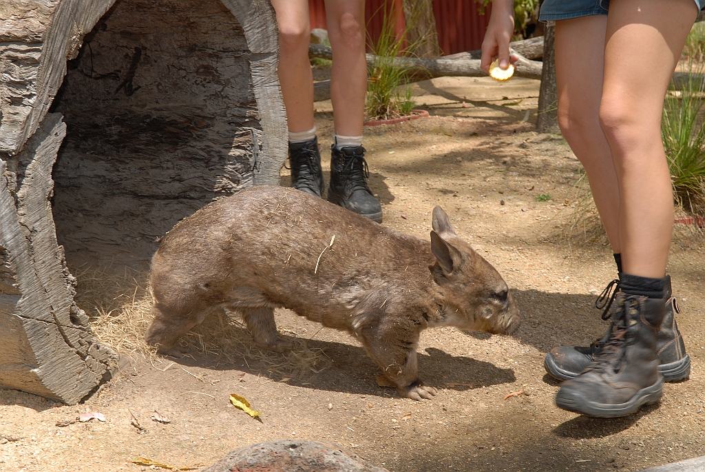 0062 Cairns Tropical Zoo.jpg